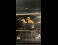 Yellow baby ducklings turn brown in oven 