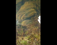 Guy found frog that likes some petting