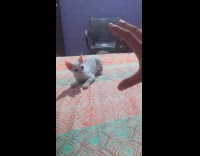 White kitten on bed jump towards hand