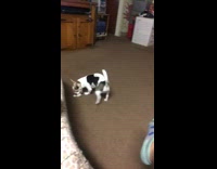 Small white dog tries to jump onto bed blocked by leg fail