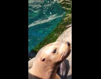Sea lions growl at the Vancouver Aquarium