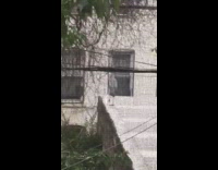 Gray heron stands near building 