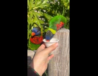 Submitter feeding lorikeets at theme park