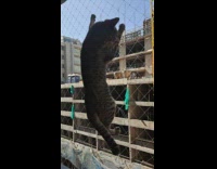 Cat hangs on the wire fence on balcony 