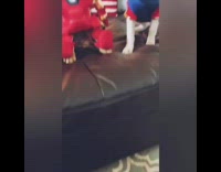 Two dogs dressed as Ironman and Captain Marvel