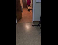 Cat cheers up owner plays with fetch