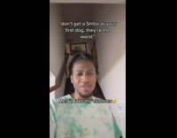 Man get Shiba as his first dog experience