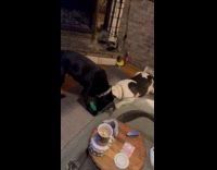 Dog won't let go of plushy when pulled