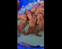 Litter of puppies eating together