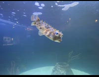 Cute puffer fish swim inside tank aquarium