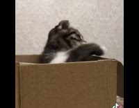 Cat sitting inside cardboard box looks out