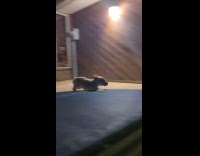 Collab dogIG_default - Puppy run around on swimming pool wall