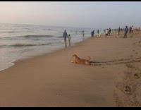 Pet dog crawls on the sand towards the ocean