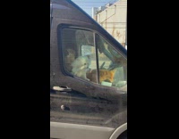 Dogs inside van bark at dog outside