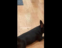 Family home bunch of dogs