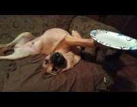 Brown dog sleep on sofa hold plate