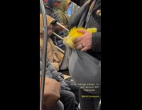 Yellow furred dog on subway