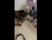Cat opens drawer steal things from owner