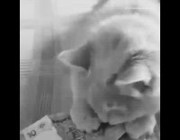 Cat grabs holds onto ten dollar bill 