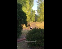 Woman black sweater bag pose park sunset