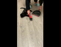 Black kitten tries to grab red broom