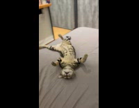 Cat sleeps upside down on the bed