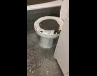 Dirty sewer water floods bathroom 