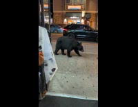 Collab Clips MPUGC - Black bear walking down the street 