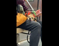 Dog on subway train laying down with tongue out