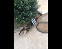 Cat run away when neighbour dog barks