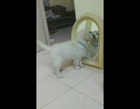 Puppy sniffs mirror 