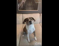 Brown white dog barks whispers on command 