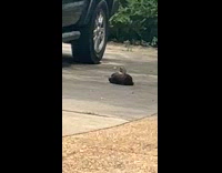 Man thought duck was cat 