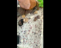 Small skinny baby turtle does flip 