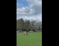 Woman takes photo pet dogs soccer field