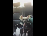 MUSIC brown dog sitting in back seat in slomo