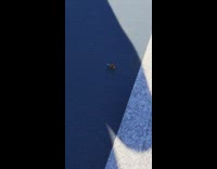 Bee without body crawls on the ground of the tennis court