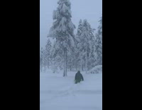 Guy kicks tree gets buried in snow 