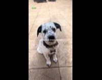 Dog stares at owner hungry after eating