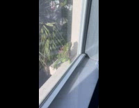 Green iguana climbed on the window sill 