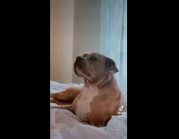 Collab BitchMP - Woman promises dog for a walk 