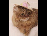 Cat green eyes makeup brush straw hat 