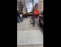 Tree fell over parked car on street