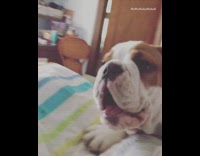 Collab Pets For All - brown white dog on colorful bed