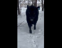 Black cow climb snow hill approach filmer