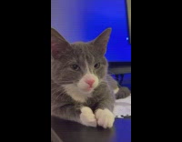 Collab Clips mpugc - Grey cat grumpy from being woken up