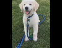 Golden retriever puppy dog compilation blue leash