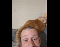 Orange cat wags tail on man head