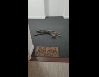 Cat rolls around apartment hallway floor