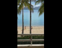 Woman bikini drag palm tree branch beach